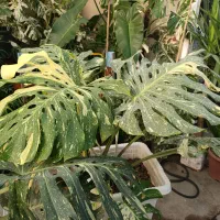 گیاه برگ انجیری|گل و گیاه طبیعی|تهران, شهرک علم و فناوری|دیوار