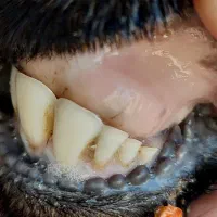 بره ماده داشتی بره قوچ شیشک میش بز|حیوانات مزرعه|مرودشت, فیروزی|دیوار