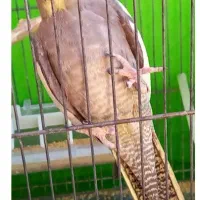 عروس هلندی نر به زمانت|پرنده|تربت‌حیدریه, کوی شهید احمدزاده ملکی|دیوار