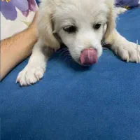 فروش سگ عرفان ژرمن