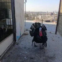 بوغلمون برنز نر|حیوانات مزرعه|کرج, اسلامآباد|دیوار