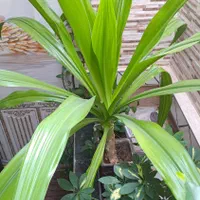 گل ذرتی|گل و گیاه طبیعی|کازرون, |دیوار