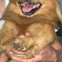 پامر روباهی واگذاری نیس|سگ|تهران, آهنگ|دیوار