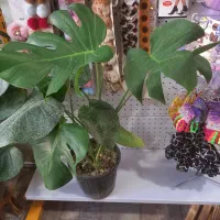 گل و گیاه معاوضه