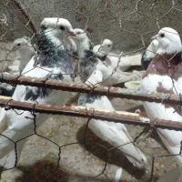 یه گل ۲۰ تایی کبوتر طوقی باب پراندن