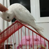 عروس هلندی مولد زیبا|پرنده|سقز, |دیوار