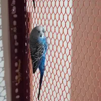 مرغ عشق مولد و عروس هلندی