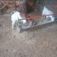 دو عدد بزغاله نر|حیوانات مزرعه|آق قلا, |دیوار