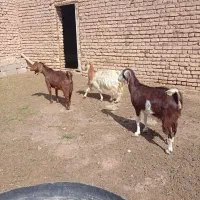 سه راس بز دورگ جوان