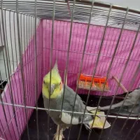 دوعددعروس هلندی نر|پرنده|قم, شهرک مهدیه (مدرس)|دیوار