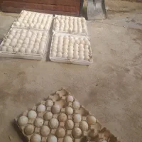 تخم نطفه دار اردک پکنی