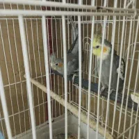 عروس پاریس باقفس
