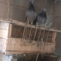 کفتر|پرنده|اهواز, ۲۴ متری|دیوار