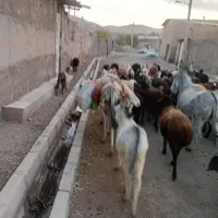 الاغ|حیوانات مزرعه|خرمدشت, |دیوار