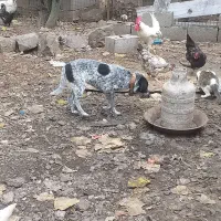 واگذاری سگ