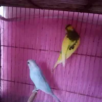 2 جفت مرغ عشق|پرنده|مشهد, شهید آوینی|دیوار