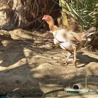 مرغ و خروس لاری با بوقلمون|حیوانات مزرعه|ایرانشهر, |دیوار