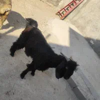 بز یا همون کهره نر|حیوانات مزرعه|خورموج, |دیوار