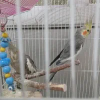 جفت عروس هلندی با چندتا تخم