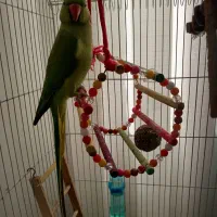 طوطی ملنگو سبز|پرنده|رستم‌آباد, |دیوار