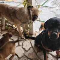 واگذاری توله سگ دو رگه روتوایلر|سگ|صوفیان, |دیوار