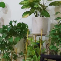 استخدام خانم بعنوان نیروی خدمات