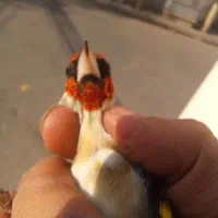 سهره کراواتی ۴گل