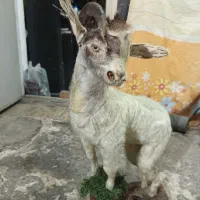 بچه بز خشک شده