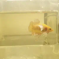 فایتر پلاکت دامبو گلد|ماهی|تهران, قیطریه|دیوار