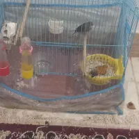 قناری|پرنده|خرمشهر, |دیوار