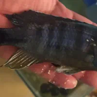 انواع و اقسام ماهی گوشتخوار|ماهی|بندرعباس, |دیوار