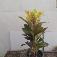 گل و گیاه کروتون|گل و گیاه طبیعی|اهواز, سیصد دستگاه|دیوار