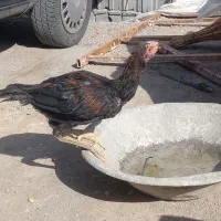 جوجه خروس اصل