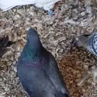 کبوتر چشم نوک|پرنده|بابا حیدر, |دیوار