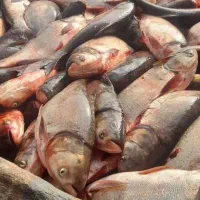 ماهی به صورت عمده