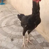 مرغ  و خروس 6 ماهه مینیاتوری