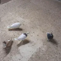 کفتر رنگی|پرنده|قم, انسجام|دیوار