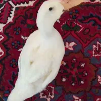 اردک