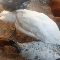 بوغلمون 5 ماهه