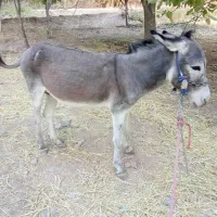 دوتا الاغ بفروش میرسد|حیوانات مزرعه|پاتاوه, |دیوار