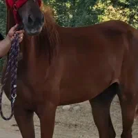 اسب یک سرخارجی