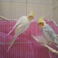 عروس هلندی
