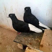 یه جفت دمسفید کاکلی تمیز و سالم تخم گذار