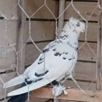 کبوتر ماده|پرنده|قم, بکایی|دیوار