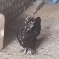 مرغ و خروس سلطان