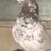 کفتر کوبتر کله دار به شرط کفتر ابلغ سر دست سفید