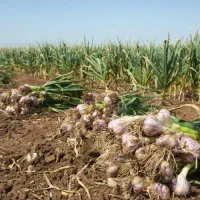 کارگر زرنگ|خدمات باغبانی و درختکاری|کنگاور, |دیوار