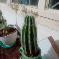 گل کاکتوس زیبا و درختچه فردوس