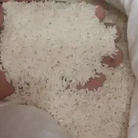 ۸۳۵ کیلو لاشه ۱۵۰۰ کیلو برنج هاشمی سورت شده اصل|خوردنی و آشامیدنی|تولم شهر, |دیوار