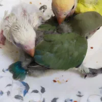 کوتوله برزیلی|پرنده|جهرم, |دیوار